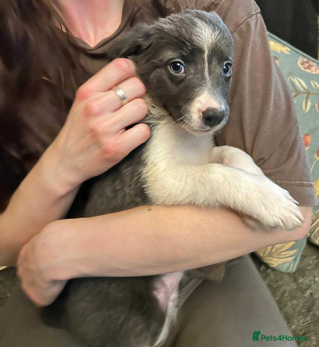 Border Collie dogs for sale: Border Collie Bitch Pups - Advert 6