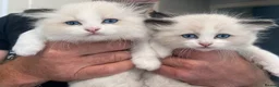 Ragdoll cats for sale: 🏆Outstanding Pedigree Ragdolls.  - Advert 5