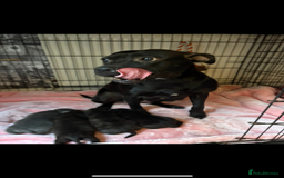 Staffordshire Bull Terrier dogs for sale: Blue staffy boy puppy - Advert 2