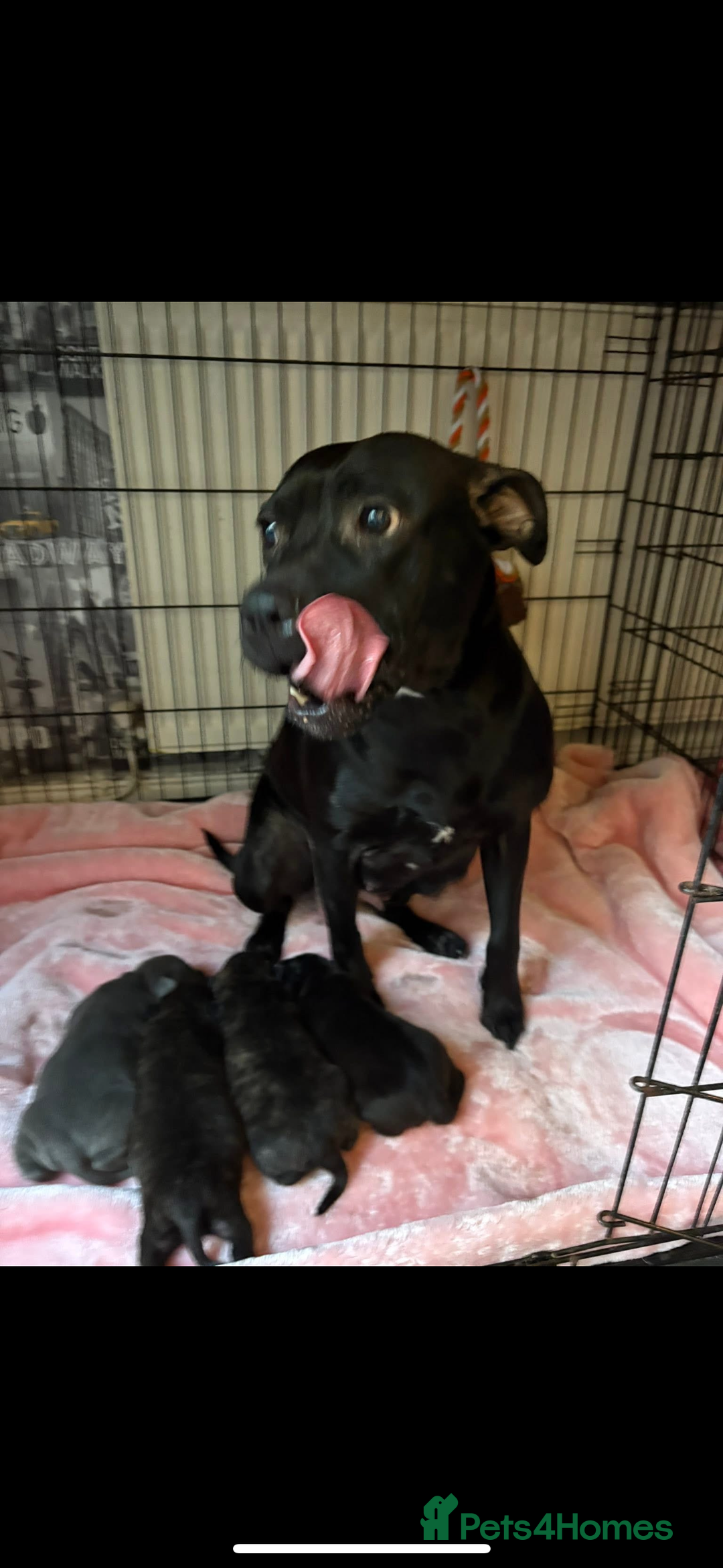 Staffordshire Bull Terrier dogs for sale: Blue staffy boy puppy - Advert 2