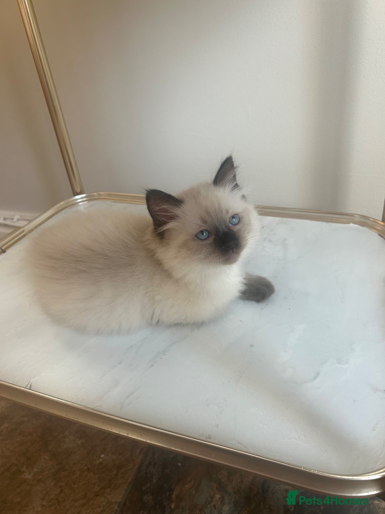 Ragdoll cats Pure ragdoll kitten male seal point left  - Advert 17