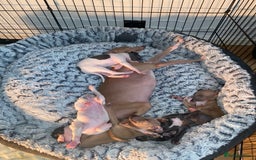 Italian Greyhound dogs for sale: ItalianGreyhound Puppies Ready4Their Forever Homes - Image 6
