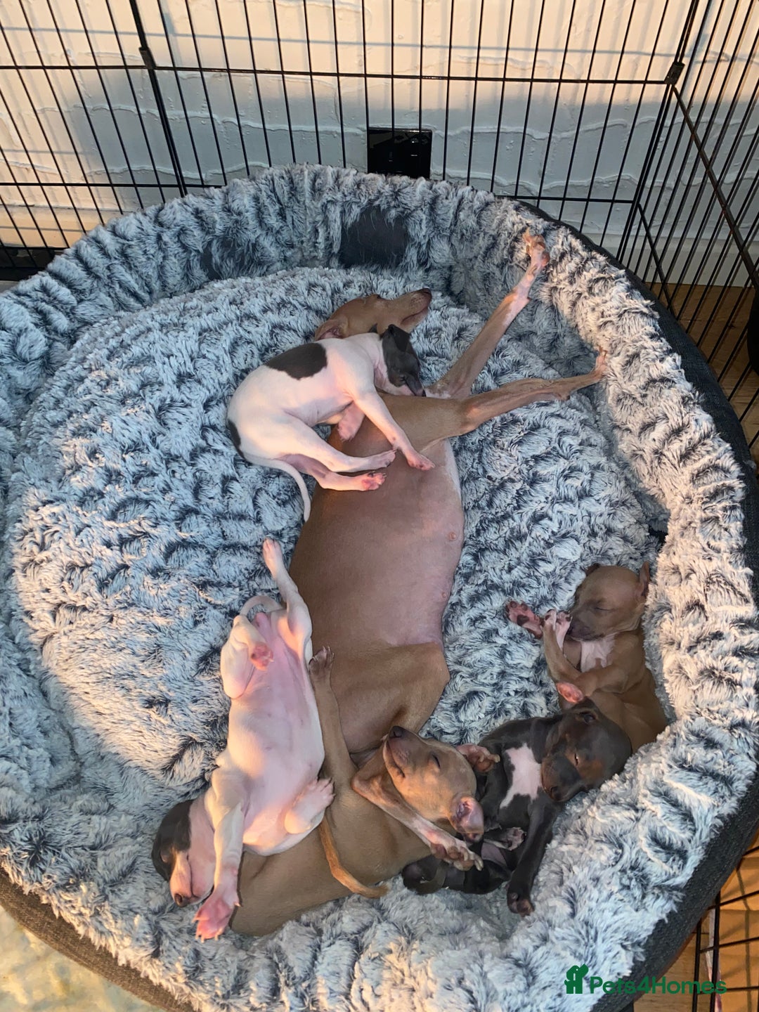 Italian Greyhound dogs for sale: ItalianGreyhound Puppies Ready4Their Forever Homes - Image 6