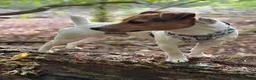 Jack Russell dogs for stud: Jack russell Stud in Salisbury - Advert 1