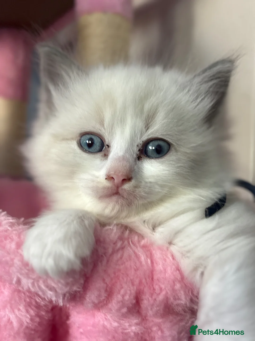 Ragdoll cats for sale: One boy ragdoll kitten still available  - Advert 12