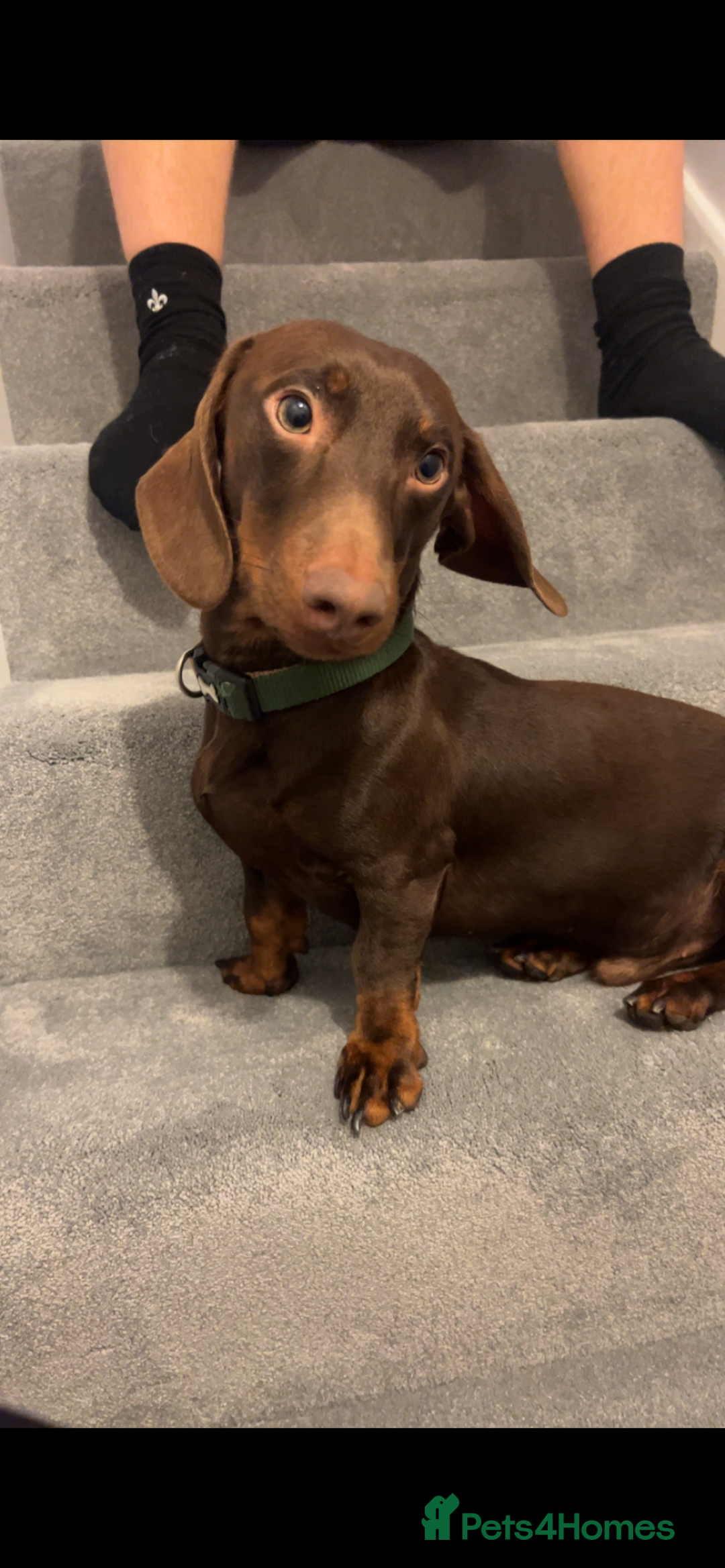 Dachshund dogs for stud: Doddie choc and tan dachshund - Image 4