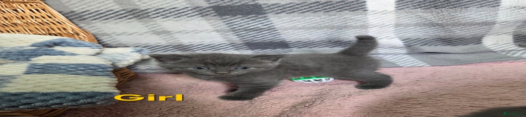 Grey girl 