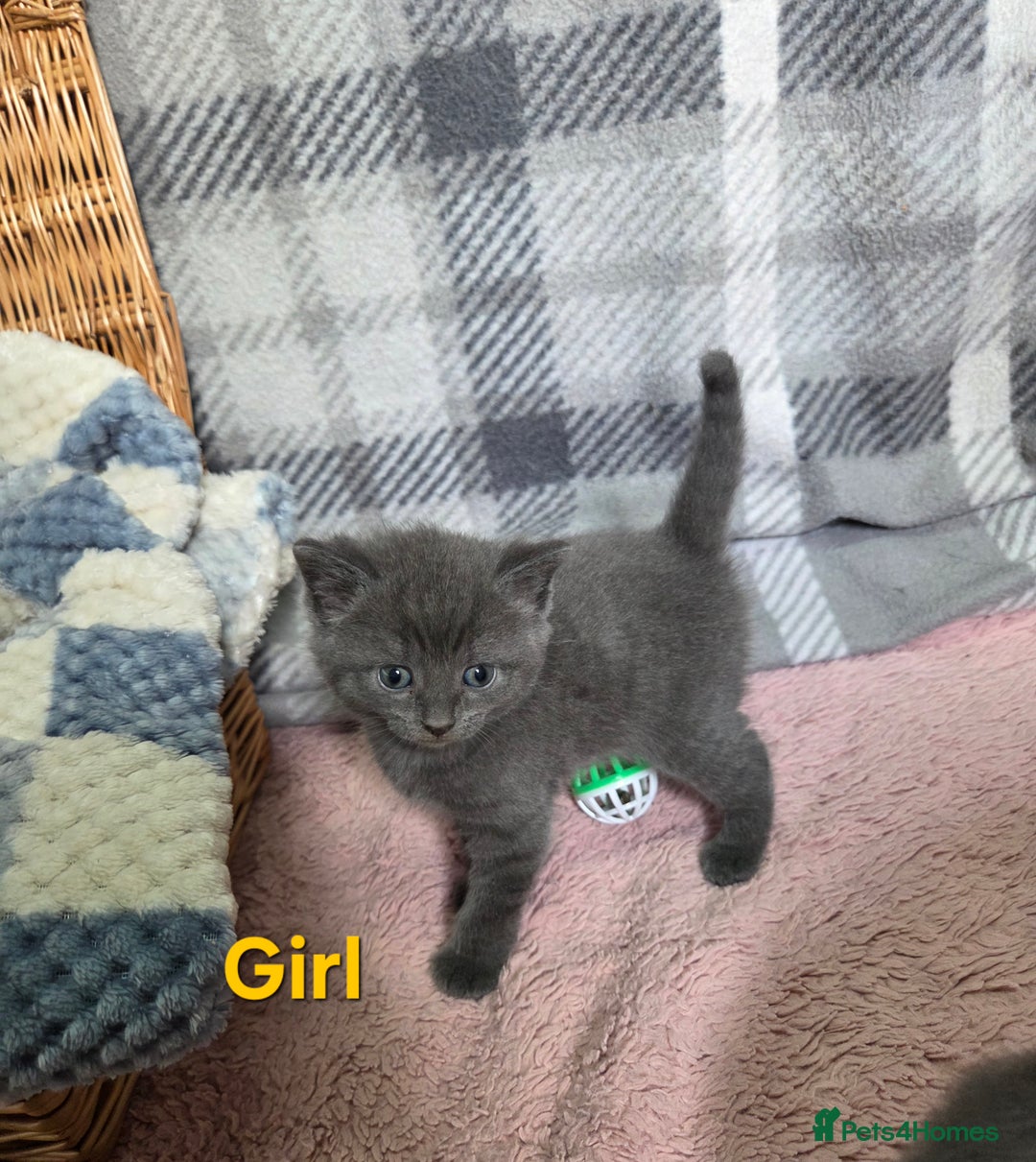 Mixed Breed cats for sale: Beautiful kittens  - Image 13