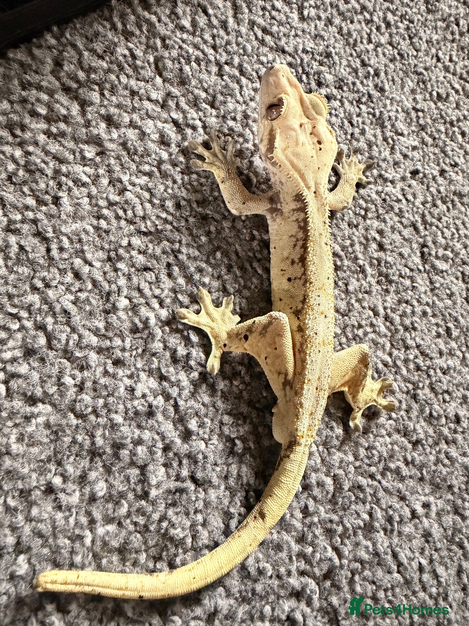 Gecko reptiles Breeding pair crested geckos - Advert 1