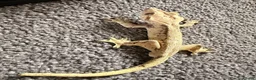 Gecko reptiles for sale: Breeding pair crested geckos - Advert 1