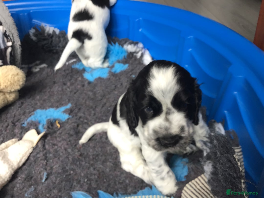 Cocker Spaniel dogs for sale: Show cocker pups  K.C. Reg. AMS. PRA. And FN clear - Image 18