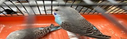 Budgerigars birds for sale: Budgies for Sale, all in good health  - Advert 20