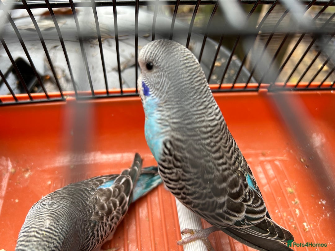 Budgerigars birds for sale: Budgies for Sale, all in good health  - Advert 20