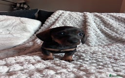 Miniature Dachshund dogs for sale: 3 gorgeous miniature dachshund girls  - Advert 9