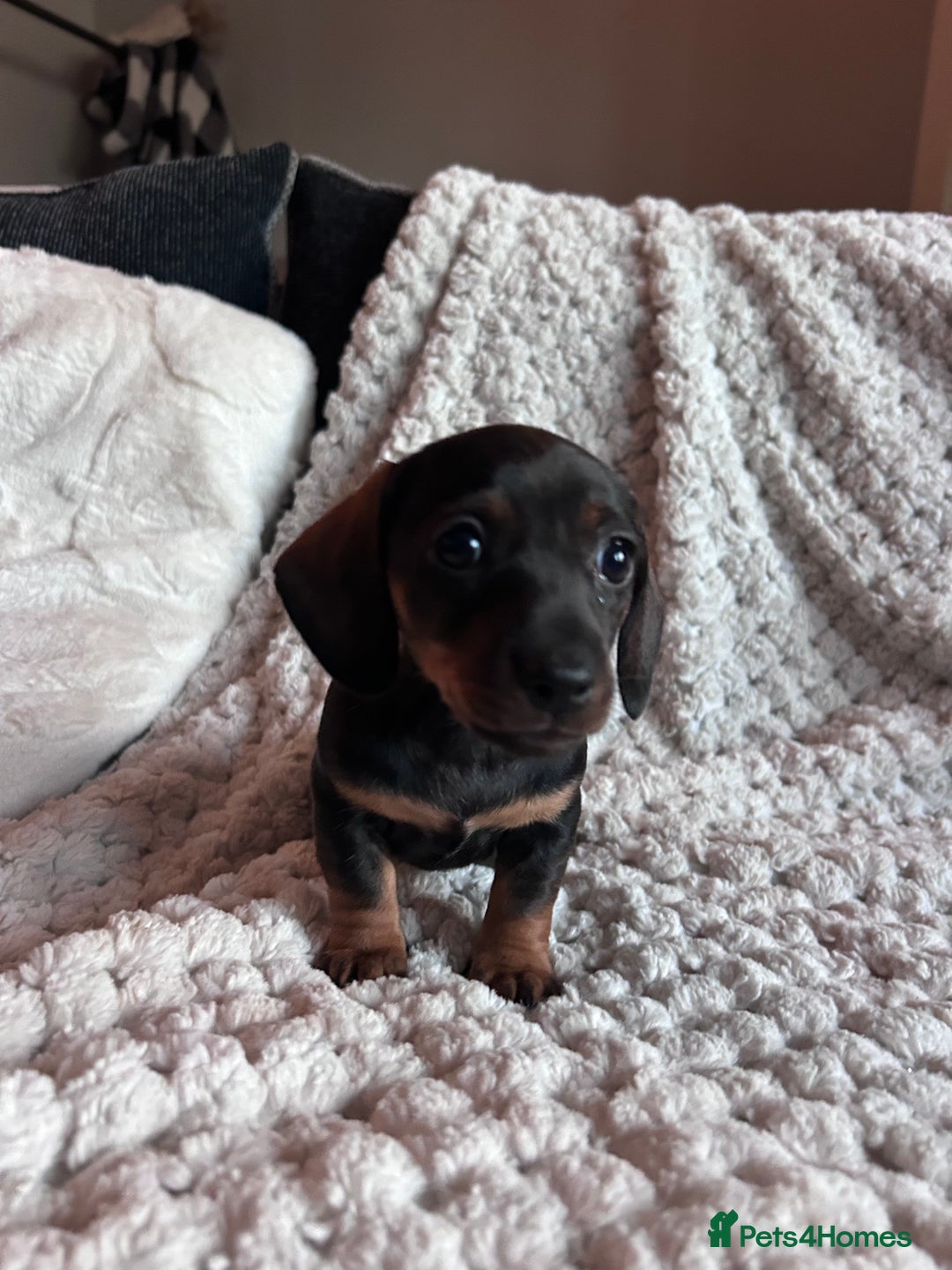 Miniature Dachshund dogs for sale: 3 gorgeous miniature dachshund girls  - Advert 9