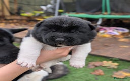 Akita dogs for sale: Akita Puppies - Advert 14
