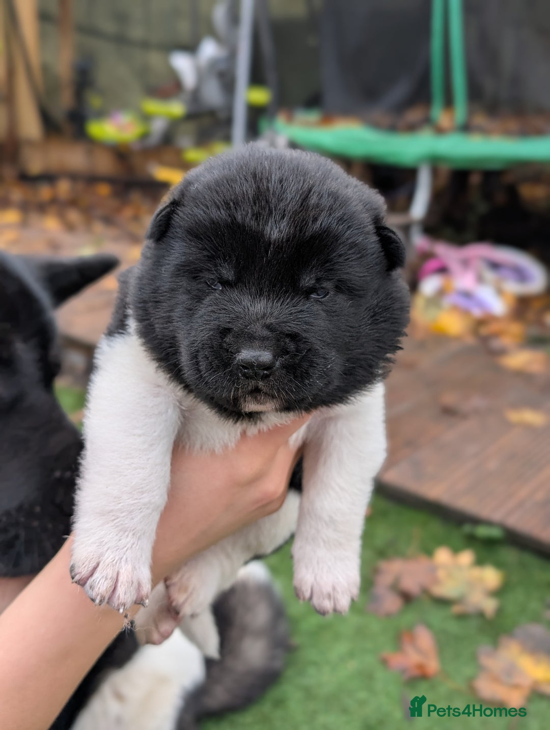 Akita dogs for sale: Akita Puppies - Advert 14