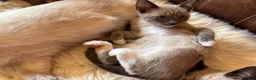 Tonkinese cats for sale: Exquisite Kittens- Tonkinese Dolls - Advert 18