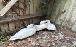 Mixed Breed birds for sale: white call ducks - Image 2