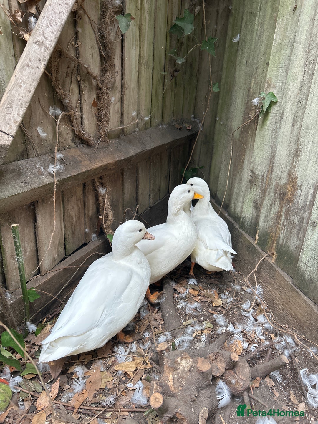 Mixed Breed birds for sale: white call ducks - Image 2