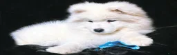 Samoyed dogs for sale: Beautiful Samoyed Puppies from Champion Father - Advert 18