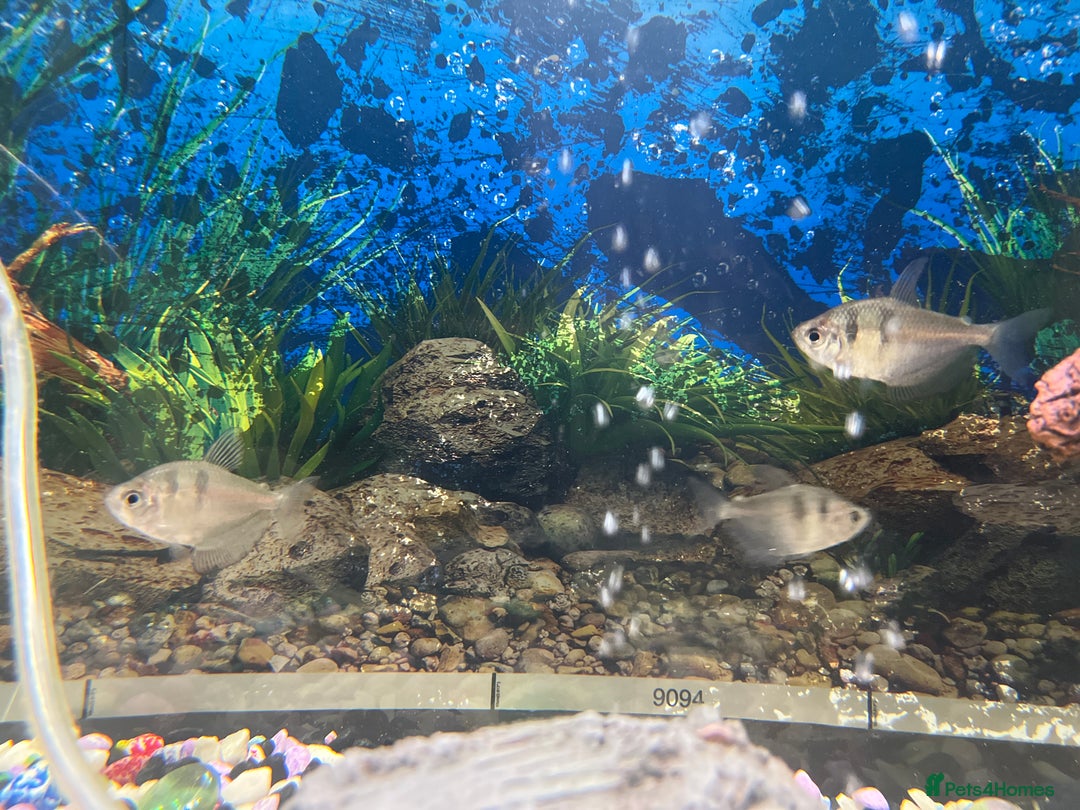 Tetras fish for sale: Tropical tetra fish  - Image 2
