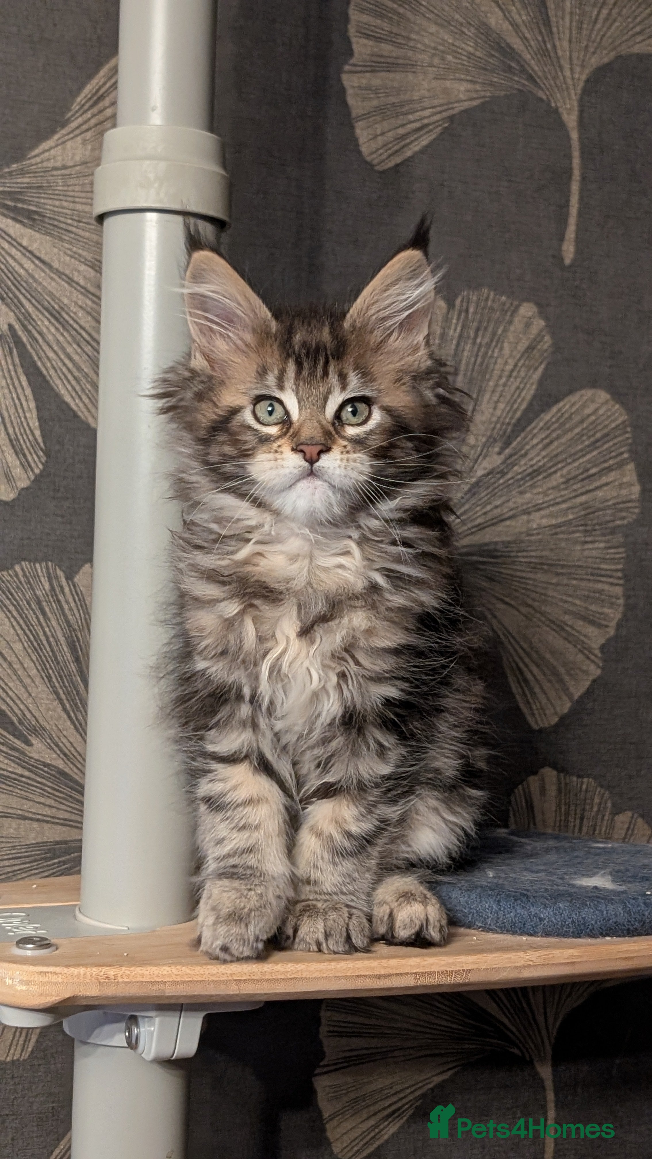 Maine Coon cats Pedigree, Tica registered last girl - Advert 11