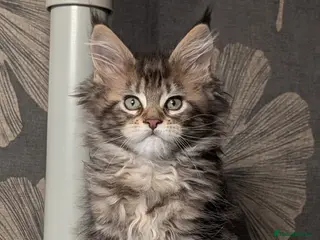 Maine Coon cats Pedigree, Tica registered last girl - Advert 11