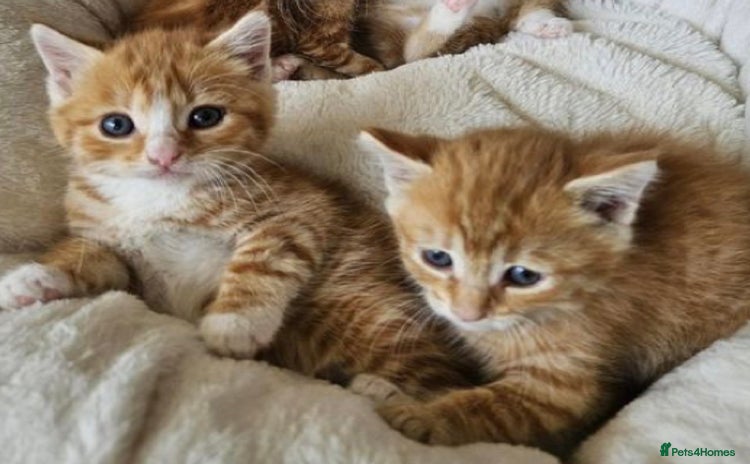Mixed Breed cats  Ginger  kittens available  - Advert 7