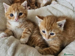 Mixed Breed cats Ginger kittens available - Advert 9