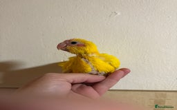 Parakeets birds for sale: Buttercup Kakariki - Advert 7