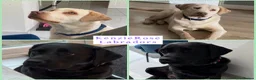 Labrador Retriever dogs for sale: KC registered quality Labradors due June  - Advert 2