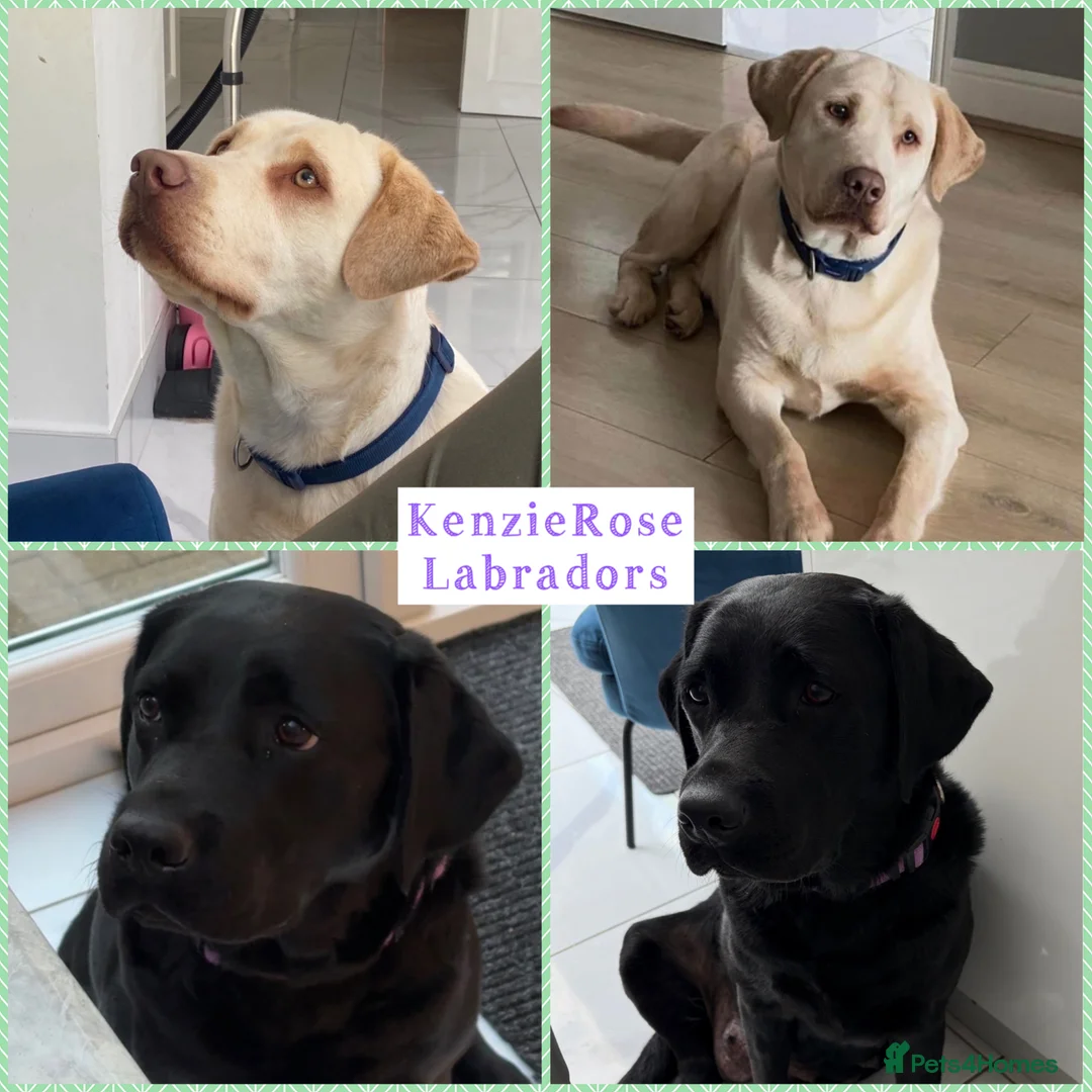 Labrador Retriever dogs for sale: KC registered quality Labradors due June  - Advert 2
