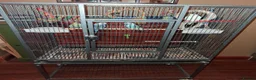 Budgerigars birds for sale: Cage & 4 budgies - Advert 2