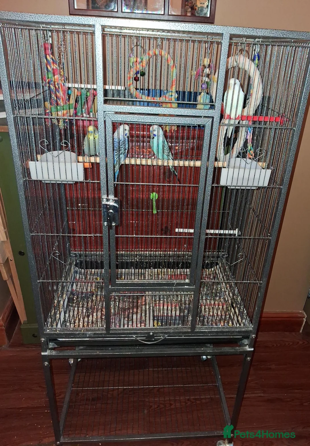 Budgerigars birds for sale: Cage & 4 budgies - Advert 2