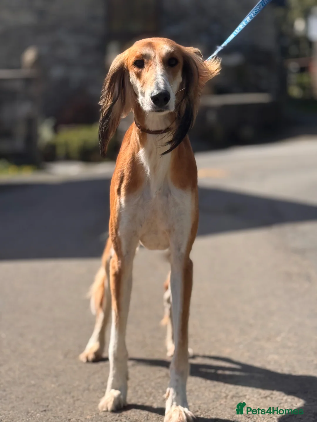 Saluki dogs for stud: Kc saluki male for stud  - Advert 11