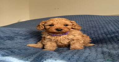 Cavapoo dogs - Advert 3
