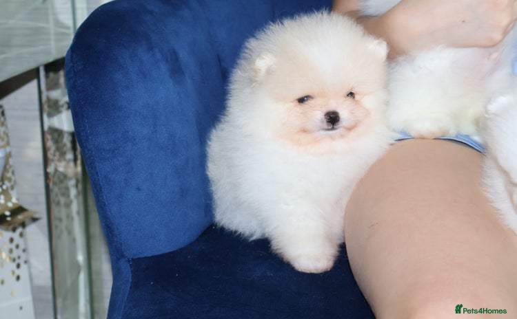 Pomeranian dogs - Advert 2