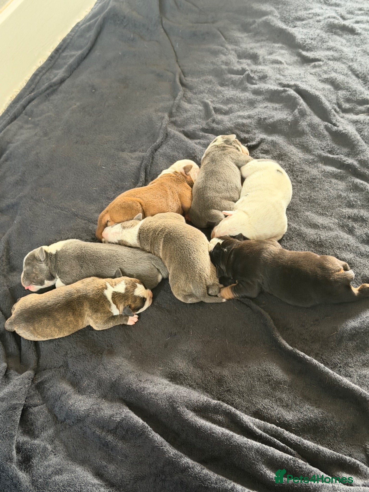 Olde English Bulldogge dogs Old English Bulldogge for sale - Advert 1