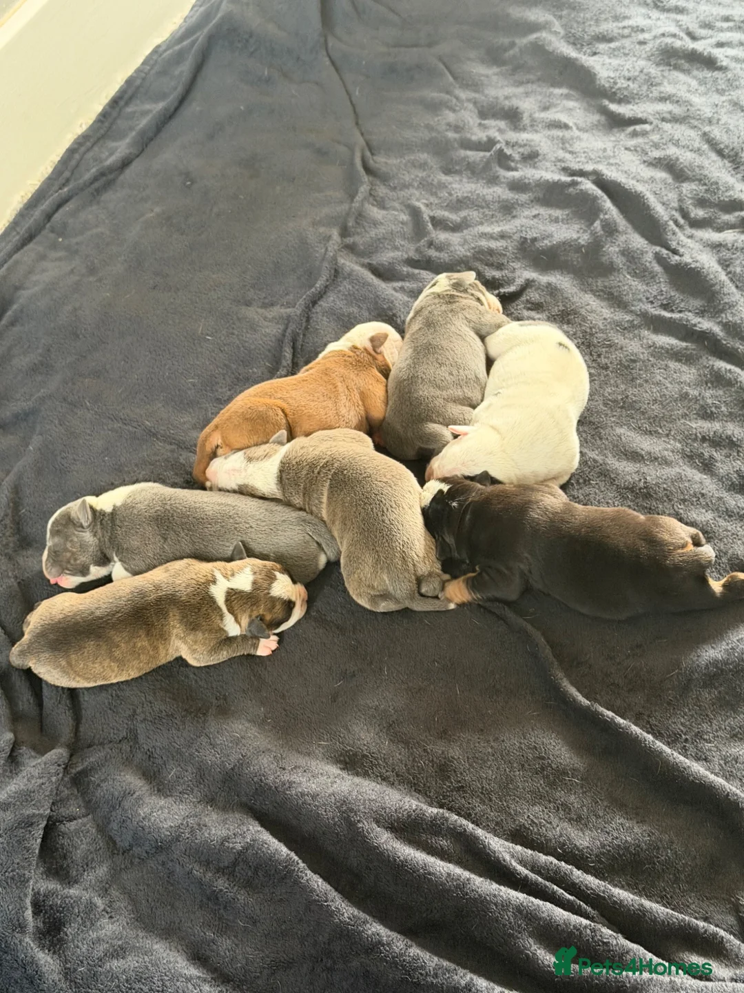 Olde English Bulldogge dogs for sale: Old English Bulldogge for sale in Doncaster - Advert 1