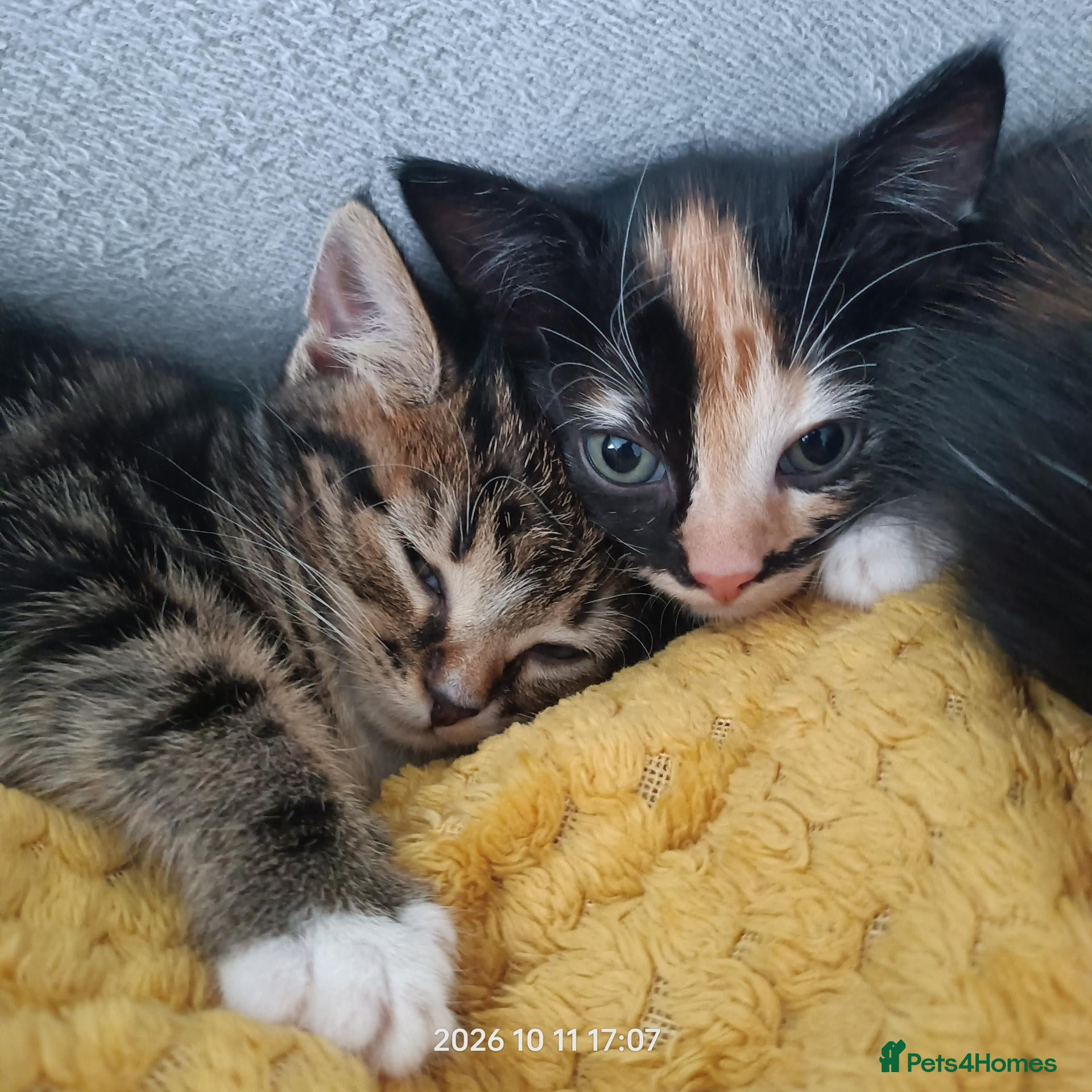 European cats Adorable Kittens  - Advert 1