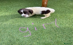 Cocker Spaniel dogs for sale: Cocker spaniels  - Image 3