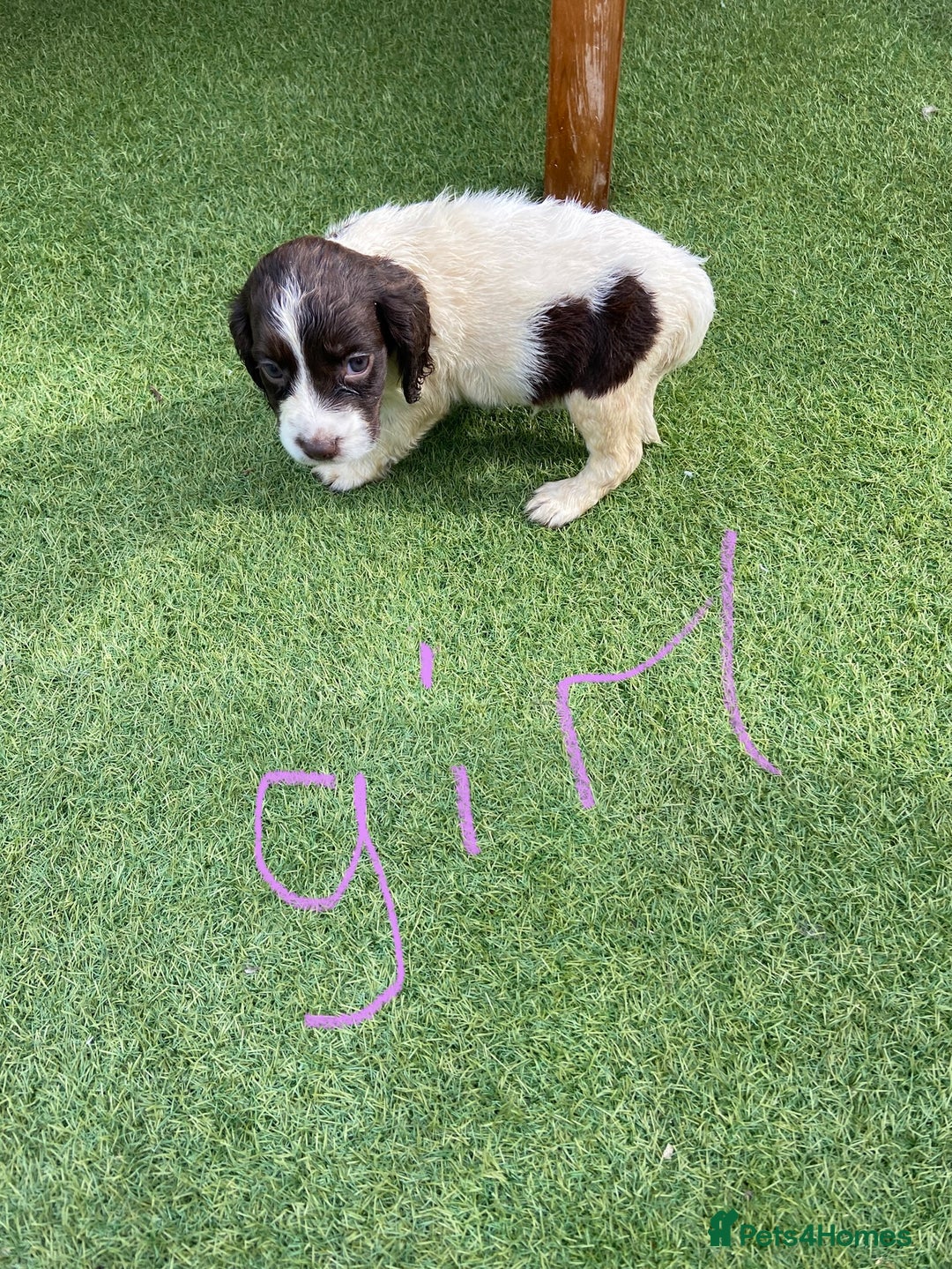 Cocker Spaniel dogs for sale: Cocker spaniels  - Image 3