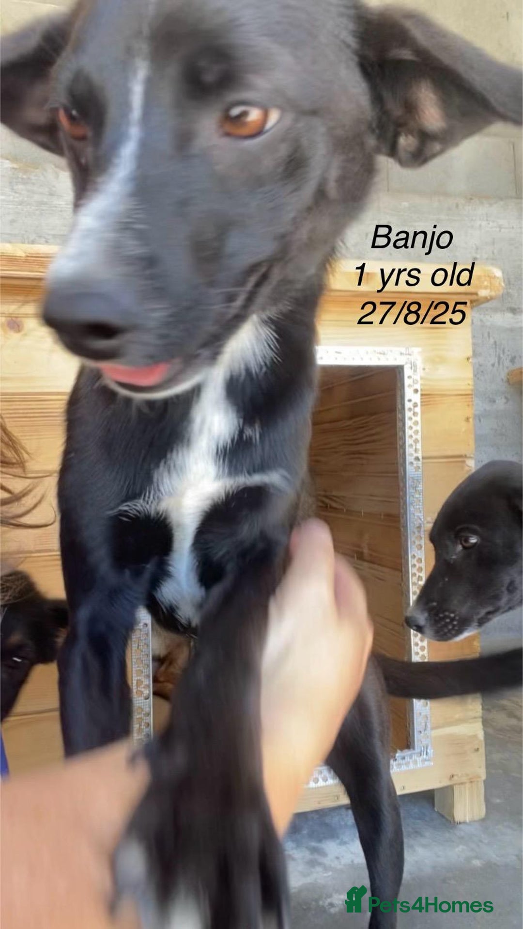Mixed Breed dogs for adoption: Banjo, 1 yr approx. Available for adoption. - Image 3