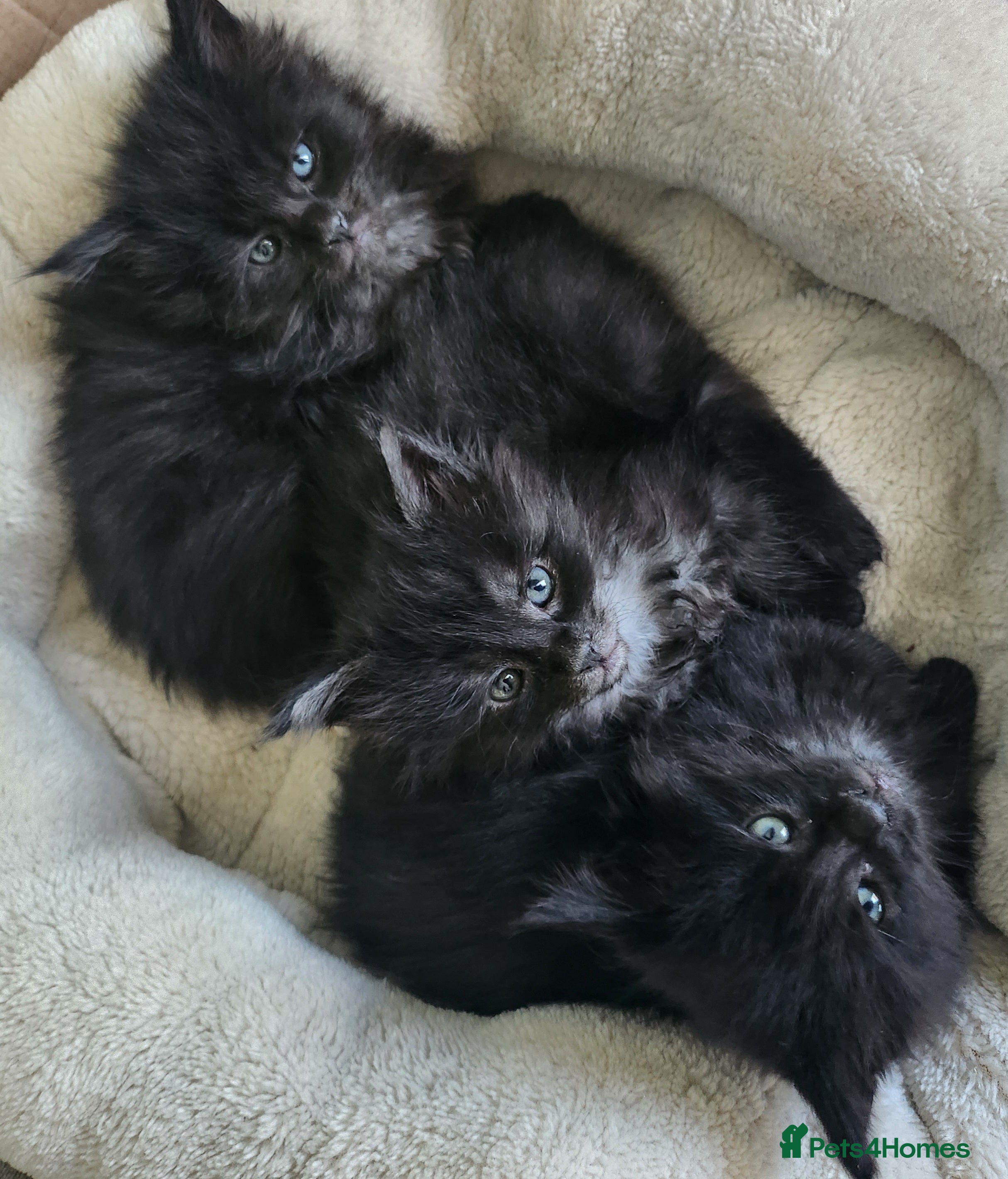 Maine Coon cats Maine Coon Kittens - only 1 available  - Advert 17