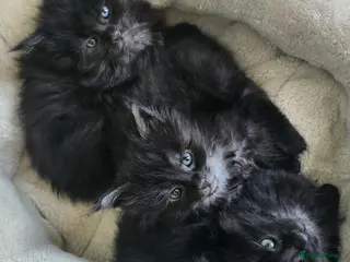 Maine Coon cats Maine Coon Kittens - only 1 available - Advert 13