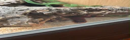 Milk Snake reptiles for sale: Honduran milk snake - Advert 5
