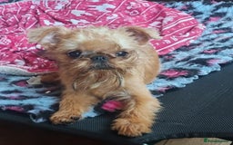 Griffon Bruxellois dogs for sale: kc Griffon Bruxellois - Image 9