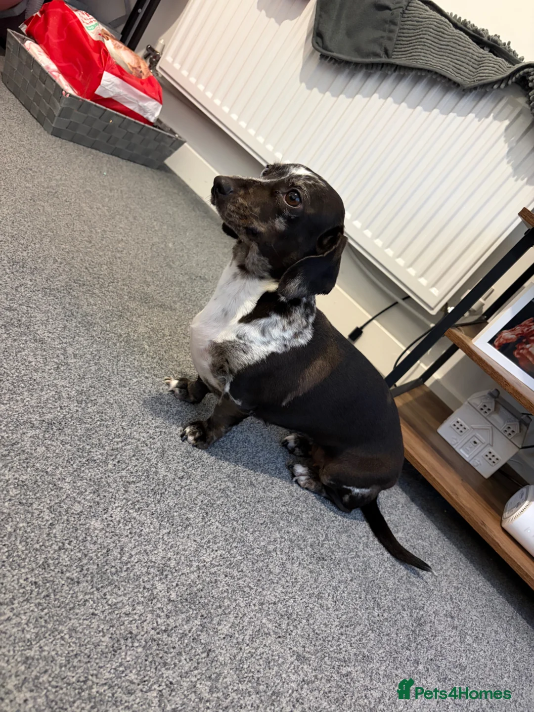 Dachshund dogs for sale: 2 FREE female sausage dogs - Advert 2
