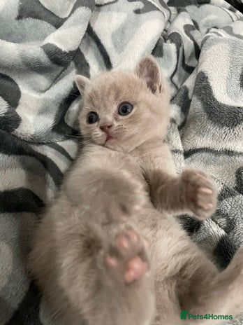 British Shorthair cats British shorthair kitten - Advert 1